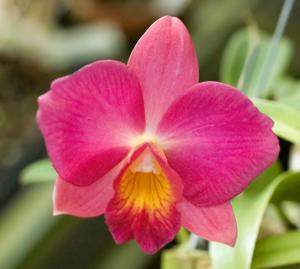 Cattleya Sacramento Jewel