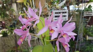 Cattleya guatemalensis
