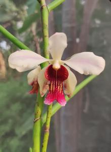 Papilisia taiwaniana