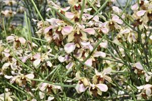 Papilisia taiwaniana