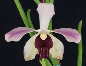 Papilisia taiwaniana