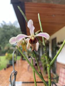 Papilisia taiwaniana