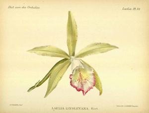 Brassocattleya litoralis