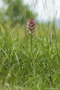 <i>Neotinea</i> x <i>dietrichiana</i>