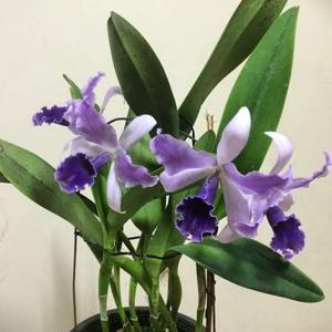 Cattlianthe Mary Elizabeth Bohn