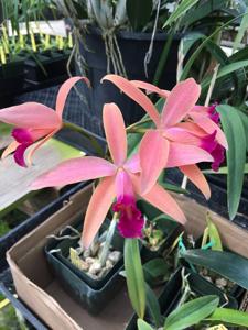 <i>Cattleya</i> Little Sunset