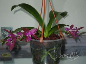 Phalaenopsis Yaphon Luedde-Star