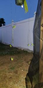 Aeranthes Hsinying Ramosa