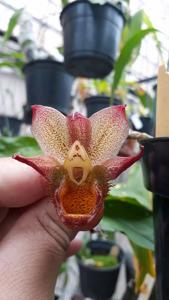 Catasetum apolloi