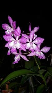 Epicatarthron Hilo Adventure