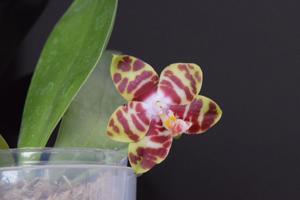 Phalaenopsis Tetrasambo