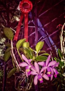 Cattleya Super-forbesii