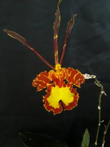 Psychopsis Mariposa