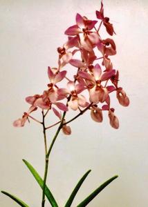 Mayara Ambrosian Cherubim