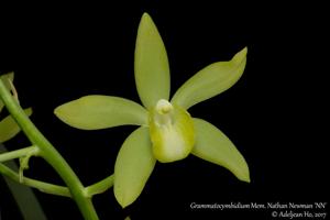 <i>Grammatocymbidium</i> Mem. Nathan Newman
