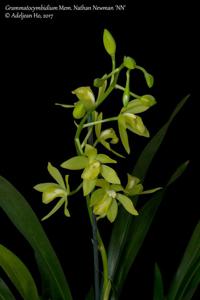 Grammatocymbidium Memoria Nathan Newman