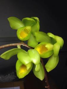 Clowesetum Jumbo Polar