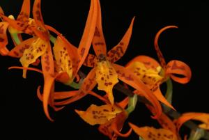 Brassia Gold Threads-aurantiaca