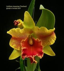 Rhyncholaeliocattleya Amazing Thailand