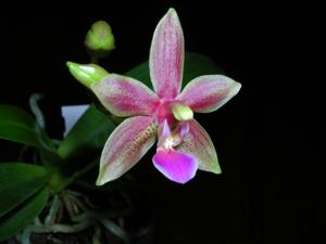 <i>Phalaenopsis</i> Cornustris