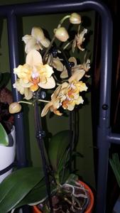Phalaenopsis Little Emperor