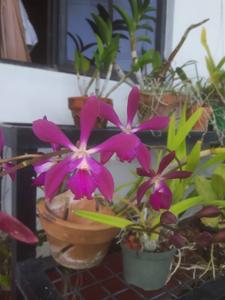 Enanthleya Purple Martins