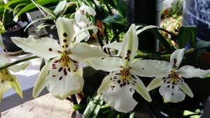 Aliceara Tropic Lily