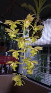 Clowesetum Jumbo Apollo