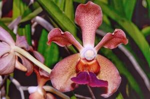 Papilionanda Nona Manis