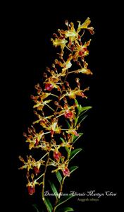 Dendrobium Alistair Martyn Chew