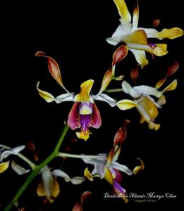 <i>Dendrobium</i> Alistair Martyn Chew