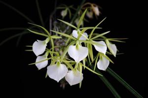 Brassavola Kiilani Stars