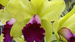 Rhyncholaeliocattleya Yen Surprise