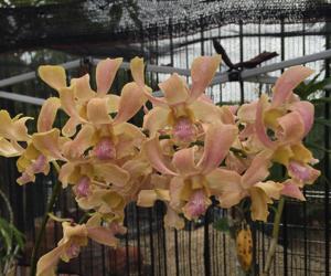 Dendrobium Pretty Doll