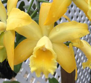 Rhyncattleanthe Golden Chieftain