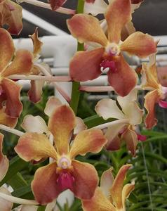 Vandachostylis Yen HKN Ng