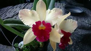 <i>Cattleya</i> Endless Love