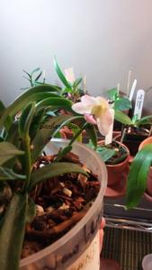 Holconopsis Newberry Jasmine