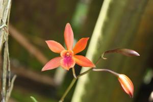 Enanthleya Burkhalter's Eva