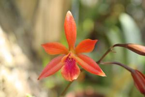 Enanthleya Burkhalter's Eva