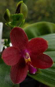 Phalaenopsis Kingfisher's Kaiulani King