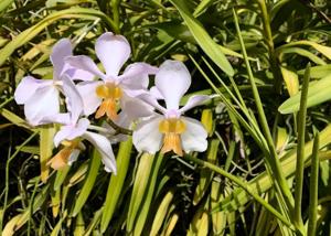 Papilionanda Anglo-Chinese School