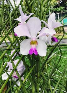 Papilionanda Anglo-Chinese School