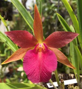 Stellamizutaara Kelly