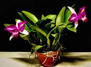 Cattleya Schilleriana gx