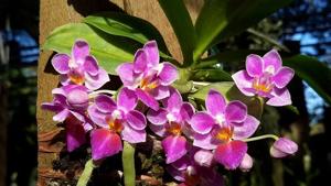 Phalaenopsis Tassanee Jongdamkerng