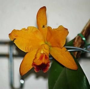 Rhyncattleanthe Cashens' Silk D'Or