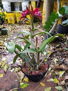 Cattlianthe Sagarik Wax