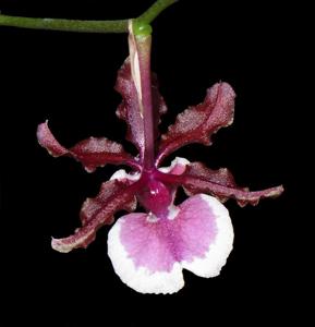 Oncidium Sharry Baby