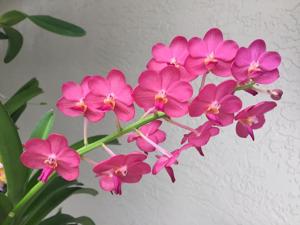 Vandachostylis Pine Rivers